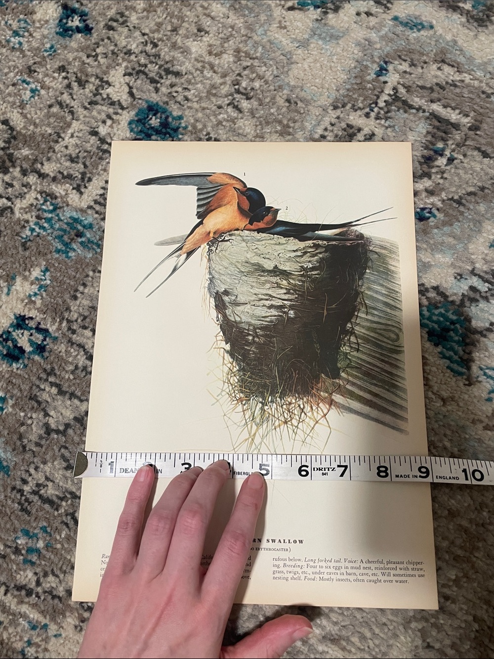 🖤5/$25 vintage barn swallow bird nest print - Picture 3 of 6